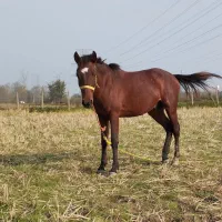 فروش اسب|اسب و تجهیزات اسب‌سواری|سنگر, |دیوار