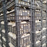 سیر بسته بندی سرت شده درجه دو