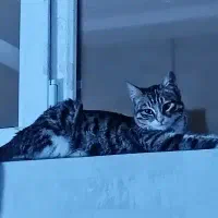 گربه|گربه|تبریز, |دیوار