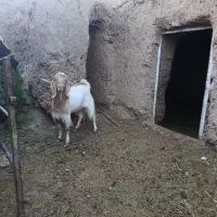 بزغاله نر