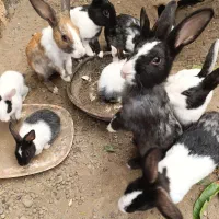 خرگوش محلی سالم