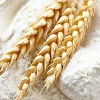 فروش-نانوایی-بربری-دولتی-همراه-بامنزل-مسکونی
