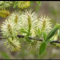 عرق بیدمشک غلیظ و خالص (٪۱۰۰ ارگانیک)