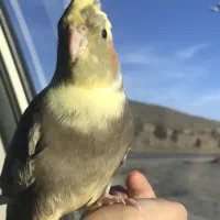 عروس هلندی گم شده