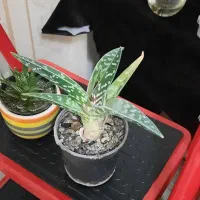 کاج مطبق|گل و گیاه طبیعی|تهران, پرستار|دیوار