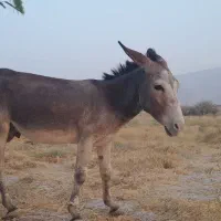 فروش یک راس خر
