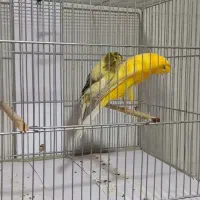 قناری رسمی بلند