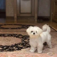 مالتیز اصیل با ضمانت|سگ|محمدشهر, محمدشهر|دیوار