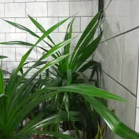 گل طبیعی|گل و گیاه طبیعی|کرمانشاه, |دیوار