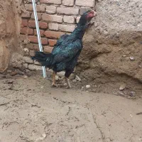 مرغ لاری|حیوانات مزرعه|فیرورق, |دیوار