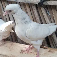 ۳تا جوجه طوقی فروشی|پرنده|جیرفت, |دیوار