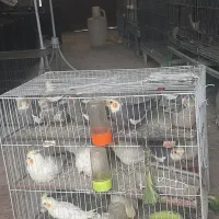 عروس هلندی کتوله گرینچیک وجوجه مینا