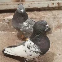 کله دمسیاه و گوک سبز|پرنده|شیراز, ارم|دیوار