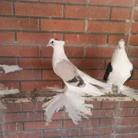 کبوتر دوکت پرپازینتی