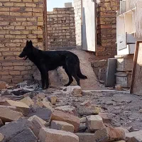 ژرمن بلک نر.|سگ|قزوین, |دیوار