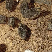 بلدرچین ۳۲روزه