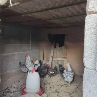 مرغ وخروس گلین لری