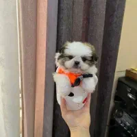 شیتزو عروسکی فلت اورجینال