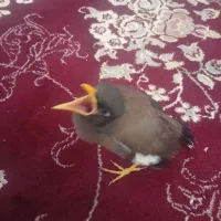 مرغ مینا