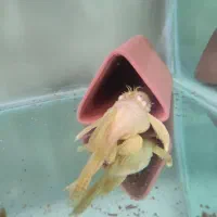 کت پوزه بوته ایی سوپر باله بلند البینو