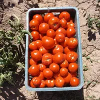 از سرزمین بخر گرجه خوب کیلو ۱۵تومن در روستای برغمد