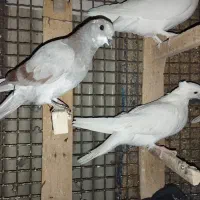کبوتر مفت