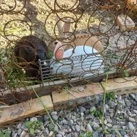 خرگوش ۲ماده ۱نر