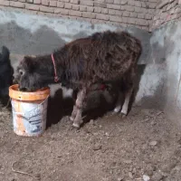 گوساله ماده