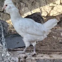 خلفه مرغ سفید ریشی چهل تاج خلفه خروس سیاه ریشی