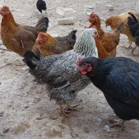 مرغ محلی جوان تخم گذار|حیوانات مزرعه|شیروان (خراسان), |دیوار