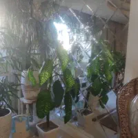 شیخ صدوق۶۵متراداری تابلوخورطبقه۳ بازسازی