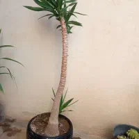 گل یوکا تنه دار|گل و گیاه طبیعی|باغستان, |دیوار