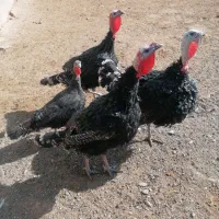 بوقلمون|حیوانات مزرعه|سبزوار, قصبه شرقی|دیوار