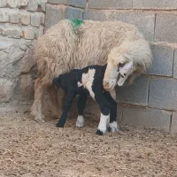 یک راس شیشک میش بره دار که برش نر هست
