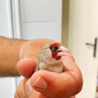 سهرهو گلبسر