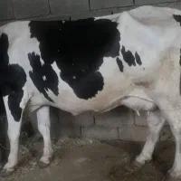 گاو همراه با گوساله