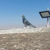 سبزوپولکی و ساده|پرنده|تربتحیدریه, بالا ولایت|دیوار