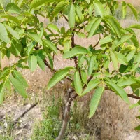 فروش باغ|فروش زمین و ملک کلنگی|میانه, |دیوار