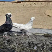 کفتر کبوتر پلاکی|پرنده|شیراز, سعدیه شمالی|دیوار