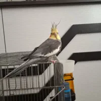 عروس هلندی نروسخن گو