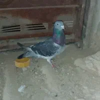 جان آردن