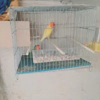 پرنده عروس هلندی طوطی برزیلی