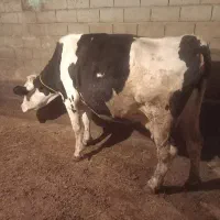 گاو سیمنتال آبستن