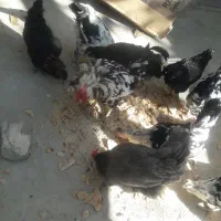 مرغ|حیوانات مزرعه|شاندیز, |دیوار