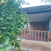 خونه باغ سنتی|اجارهٔ کوتاه‌مدت ویلا و باغ|آمل, |دیوار