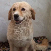 سگ زیبا