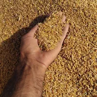 فروش گندم