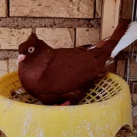 سرخ دم سفید