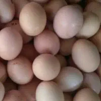 تخم مرغ طبیعی