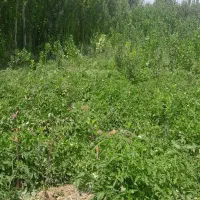 زمین-کشاورزی-مخصوص-خانه-باغ